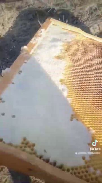 Медовая рамка подкормка 🐝 смотреть онлайн