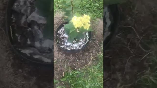 Посадка мет.гортензии 🌸в открытый грунт🪴 смотреть онлайн