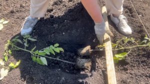 Способ посадки переросшей рассады томатов «валетом».