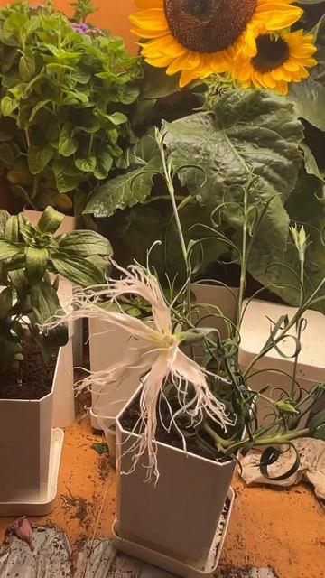 Гвоздика Dancing Geisha #растения #цветы #гвоздика