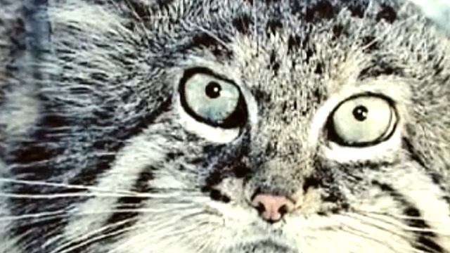 Фото котики зажигают!!! смотреть онлайн