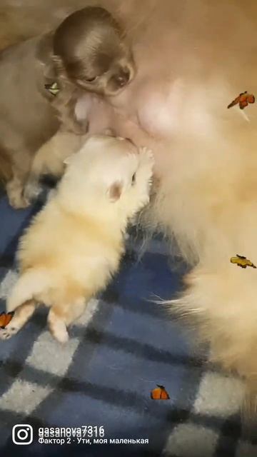 Щенок шпица. Победа! Кроха уже сосет сама и мини чихуашке тоже рекомендовано усиленное питание.