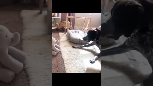 Лучшие видео приколы с животными 👻 смотреть онлайн