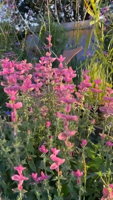 ✅ САЛЬВИЯ хорминум — оригинальный однолетник с ярки смотреть онлайн