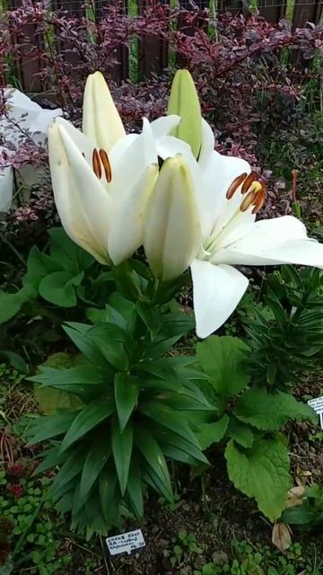 Лунный календарь 27 сентября #mystichelp #лунный_календарь # смотреть онлайн