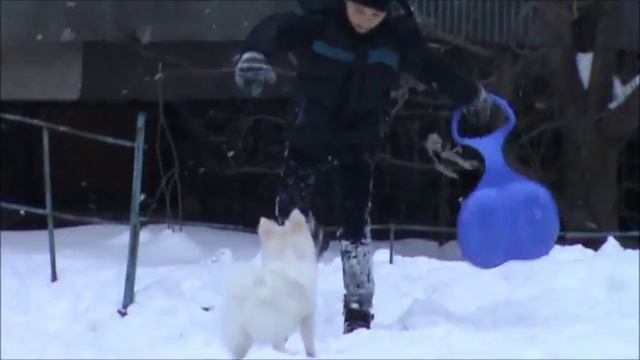 Пёсик играет в снежки) Вот кому снег в радость! )