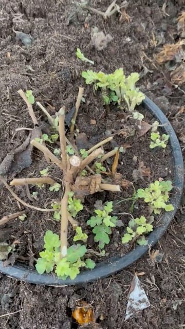 Срочно проверьте свои хризантемы мультифлоры 🌺🌺🌺 # смотреть онлайн