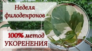 Неделя филодендронов. 💯% метод укоренения.