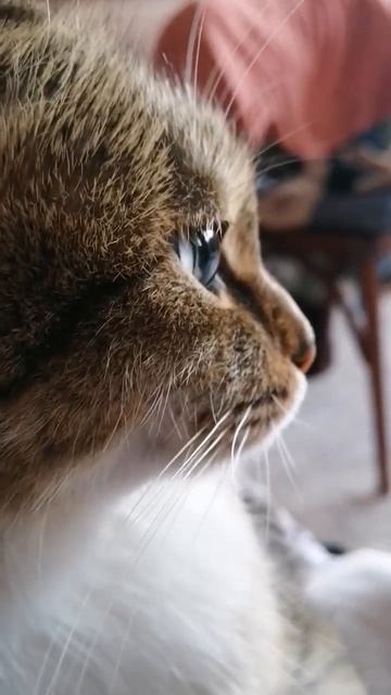 Всем доброе утро! #котики #озвучка #приколы #пародия смотреть онлайн