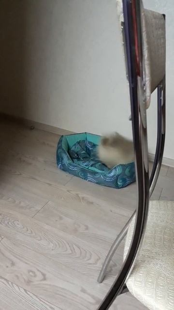 шпиц роет сидушку