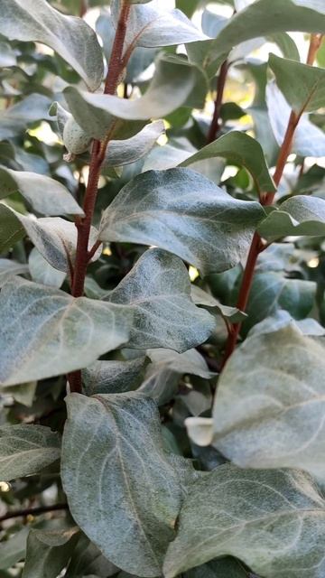 РАЗМНОЖИМ КРАСИВЫЙ КУСТАРНИК /НЕ УПУСТИТЕ ВРЕМЯ смотреть онлайн