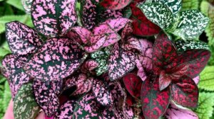 ГИПОЭСТЕС -ИДЕАЛЬНЫЙ ЦВЕТОК ДЛЯ ДОМА И САДА