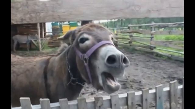 Видео про ослов смотреть онлайн