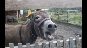 Видео про ослов
