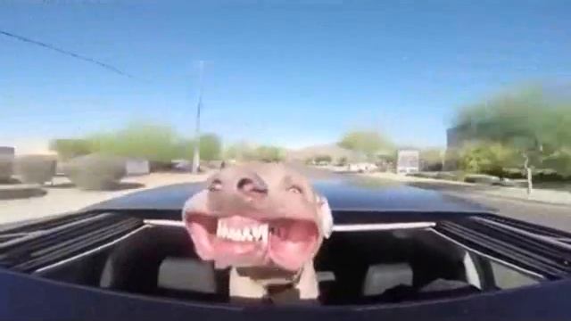 Собака на позитиве)) смотреть онлайн