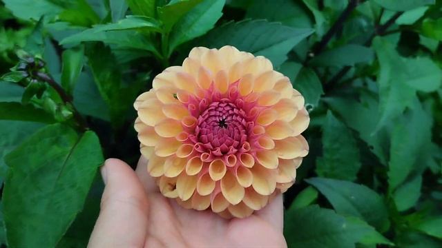 сорта георгин на срезку/ часть 1