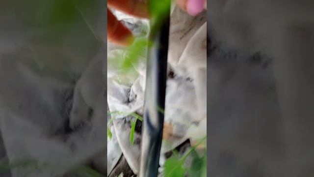 Капельный полив у себя на участке смотреть онлайн