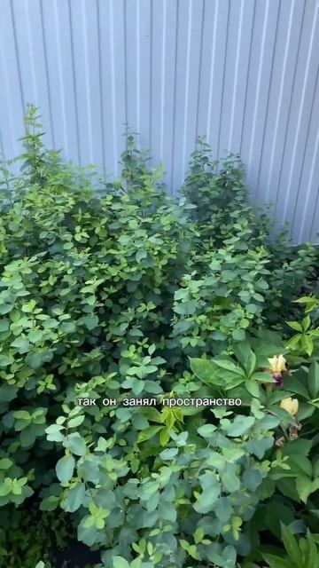 76. 21.06.2024 #сад #дача #огород #рассада #теплица смотреть онлайн