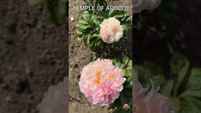 Пион Temple of Apollo / Сад Ворошиловой #shorts #templeofapollo #садворош смотреть онлайн
