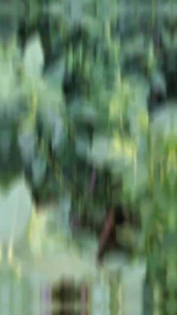 Черенкование голубики результат #блюкроп #голубика #ч смотреть онлайн