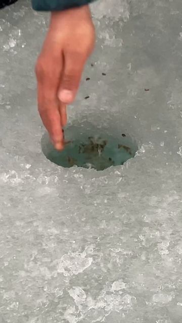 Прикормка на окуня. Как Приманить окуня. Зимняя рыбалк смотреть онлайн