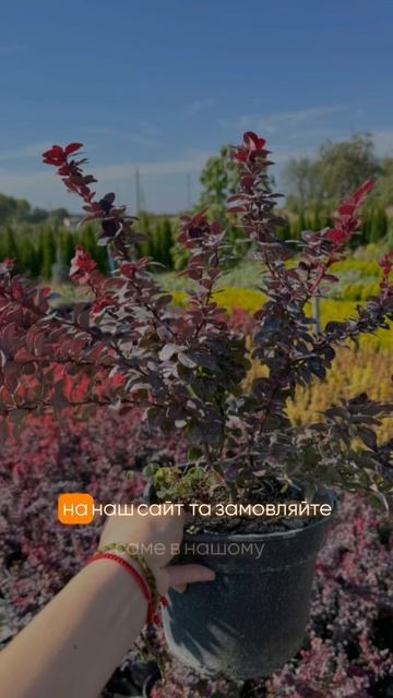 Барбарис  Конкорд #квіти #саджанці #декоративнакраса #