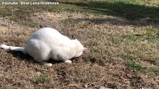 #22 Я ржал целый час/ милые котами/ Смешные кошки/ Приколы с кошками и котами/ смешные видео смотреть онлайн