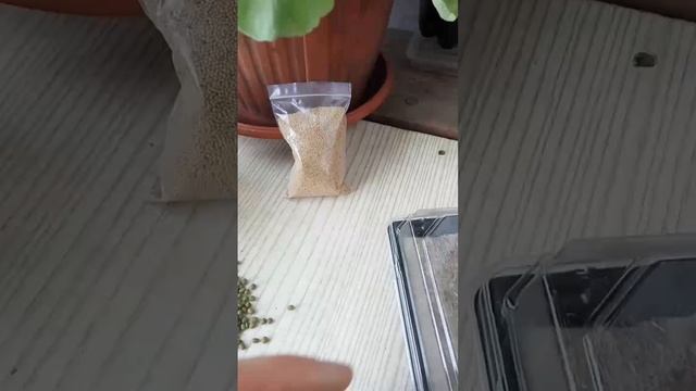 Микрозелень! Что и как посеять? смотреть онлайн