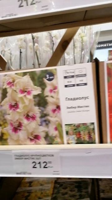 Цены на гладиолусы в бывшем Леруа смотреть онлайн
