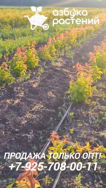 Пропалываем сорняк с малины Карамелька и маточника ку смотреть онлайн