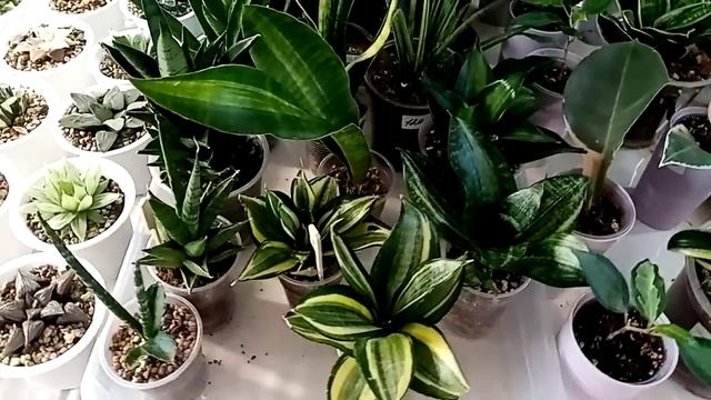 Выставка в Галактике 15-16 марта, г. Краснодар. Часть 2. смотреть онлайн