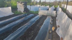 как спасти виноградник от возвратных заморозков