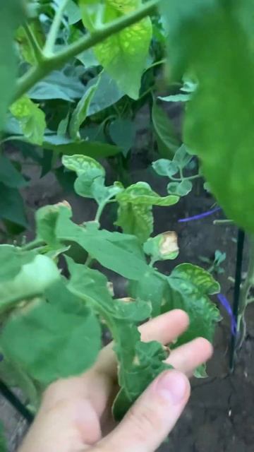 #огород#помидоры#огурцы#огородныедела#рекомендации #т смотреть онлайн