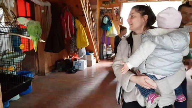 Экоферма рядом с Бородино. прикольный попугай смотреть онлайн