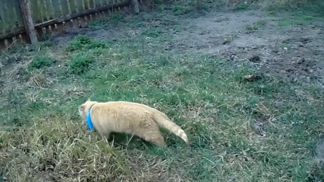 Рыжий смешной кот искупался в ванной. смотреть онлайн