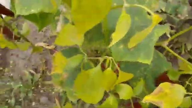 Кусочек счастья возле дома у мамы. Красивые цветы ❤❤?