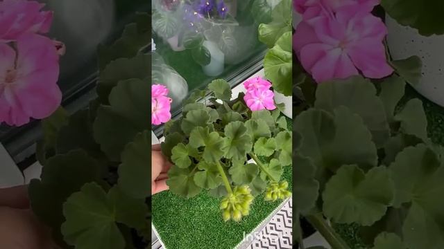 Обзор пеларгоний на балконе 3 сентября 2024.Мой ТГ канал смотреть онлайн