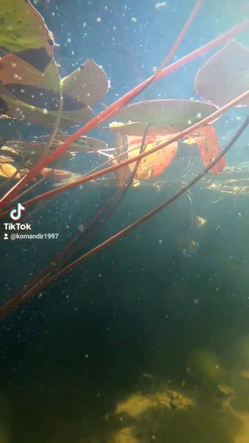 #Ботанический_сад #Аптекарский_огород #Москва 17.09.2023 #п? смотреть онлайн