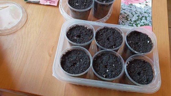 Простой посев Петунии и Петхоа. Мой выбор 2025 г. 🌺🌿🌼?