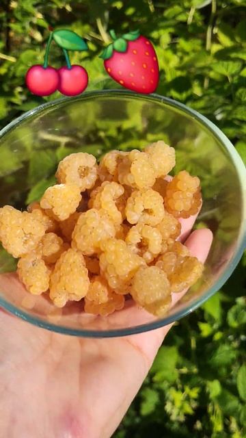 Ягода малина😋😋😋#дача #огород #садоводство #дачныеи? смотреть онлайн