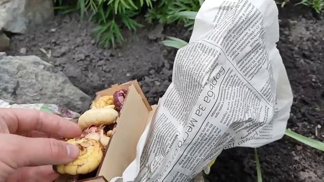 ВЕЧЕР ПОСАДИЛИ ЦВЕТЫ /САША ПОРАБОТАЛ В ТЕПЛИЦЕ. смотреть онлайн