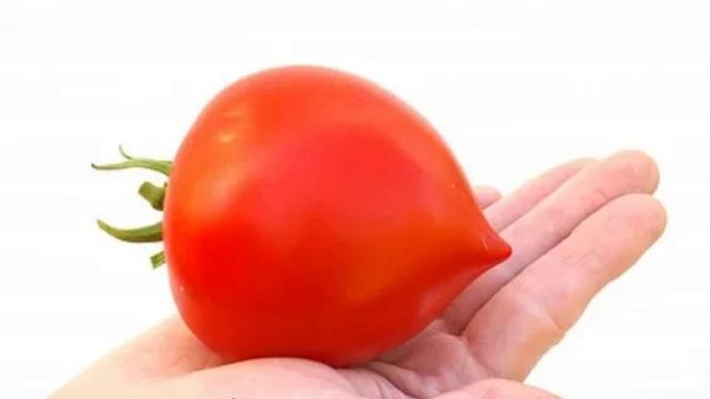 Три РАННЕСПЕЛЫХ НИЗКОРОСЛЫХ томата для открытого гру? смотреть онлайн