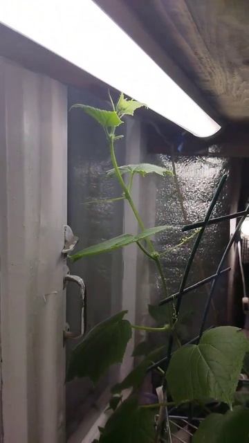 Огурец #рассада #2024 #огурец смотреть онлайн