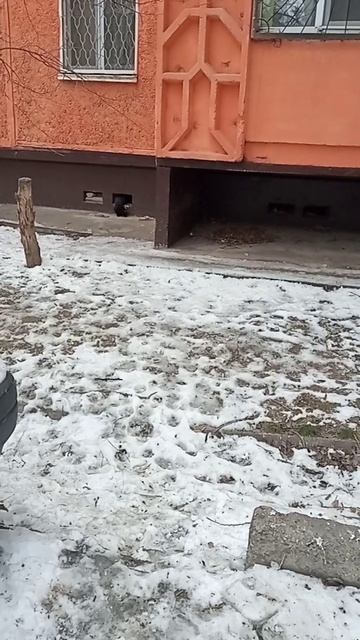 Чёрный котёнок своеобразно кушает. смотреть онлайн