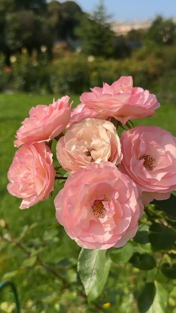 роза флорибунда!💗lovely roses floribunda! смотреть онлайн