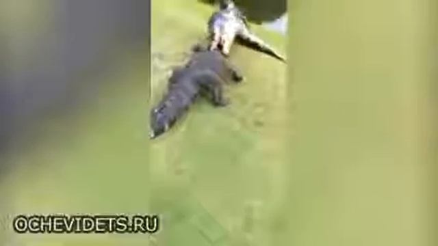 Схватка крокодилов смотреть онлайн