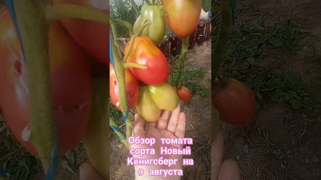 Обзор томата сорта Новый Кëнигсберг за лето. 9августа. смотреть онлайн