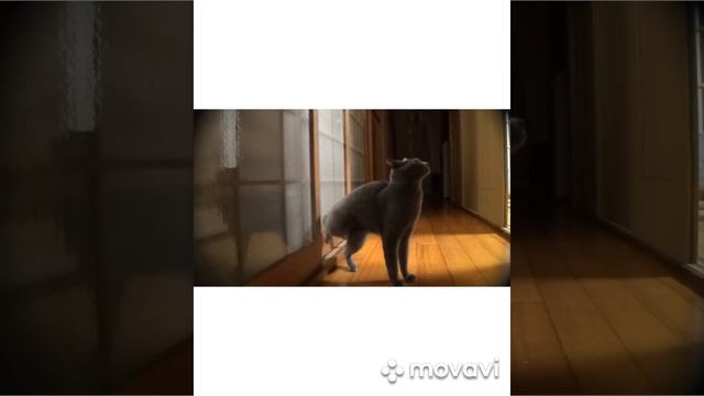 КОШКИ 2020 ПРИКОЛЫ С КОШКАМИ Смешные Коты и Котики 2020 Funny Cats смотреть онлайн