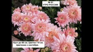 Каталог 2025 г  Корейские хризантемы