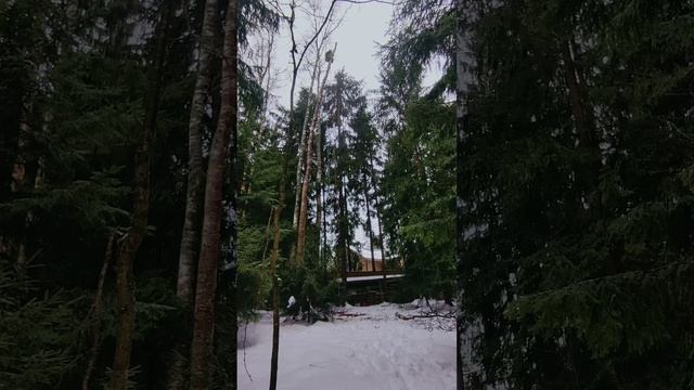 Как берёзы пилили 1 #dro #youtubeshorts #попиловочка #arborist #stihl смотреть онлайн